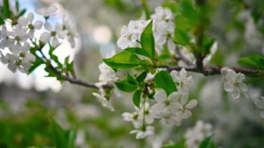 İlkbaharda açan ağaç