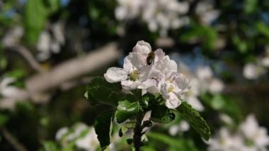 Bir arı bir elma ağacını döller.