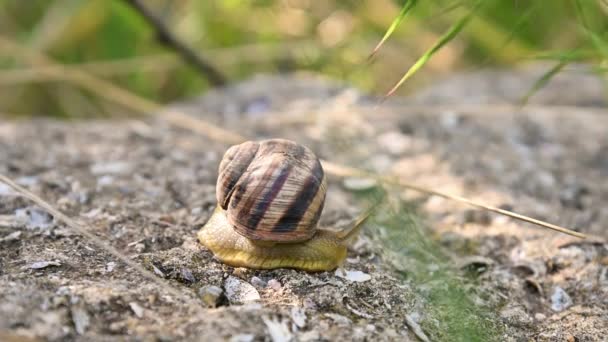 Snail Rotate Shell Rock — Stockvideo
