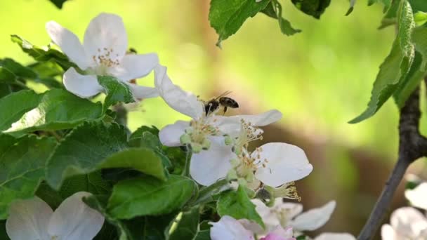 Bee Pollinates Apple Tree Flower — Video