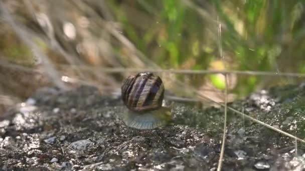 Snail Hides Its Shell Rain — Vídeo de Stock