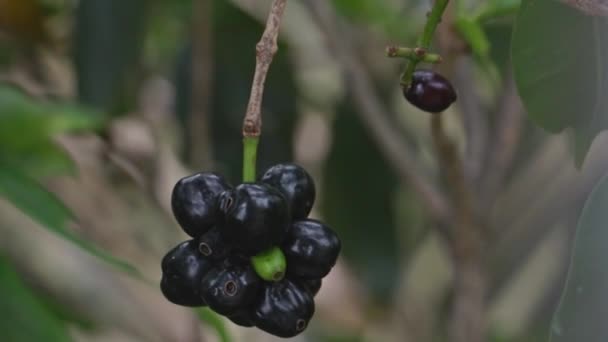 Banda Dojrzałych Owoców Jamun Wiszących Drzewie Śliwka Malabarska Śliwka Jawajska — Wideo stockowe