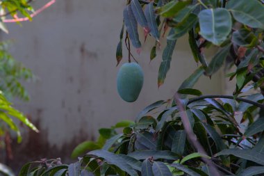 Mango ağaçta sallanıyor.