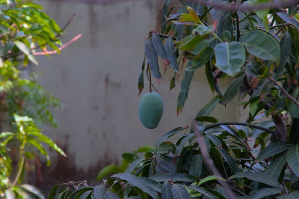 Mango ağaçta sallanıyor.