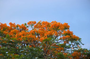 Alev Ağacı veya Krishnachura veya Gulmohar. Büyük kırmızı çiçek bitkisi.
