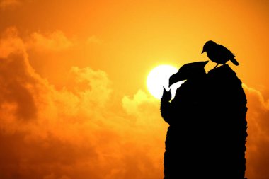 Anne ve baba kuşları besliyor, parlak güneşli bir arka plan..