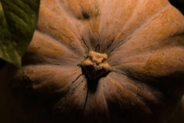 Close Fresh Pumpkin Available Light — стоковое фото