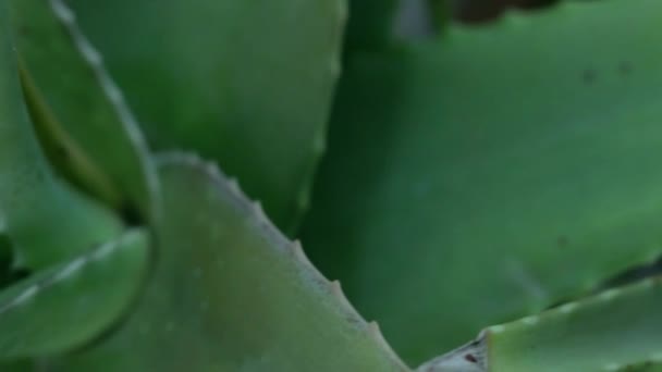 Fresh Aloe Vera Plant Home Garden — Stock Video