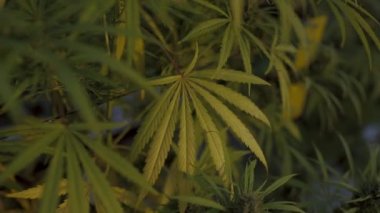 yeşil kenevir yaprakları kapanıyor