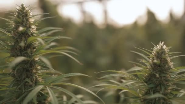 Sträucher mit Cannabis aus nächster Nähe — Stockvideo