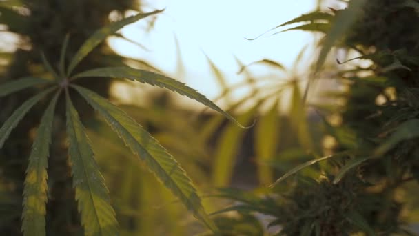 大麻灌木和叶子紧密相连 — 图库视频影像