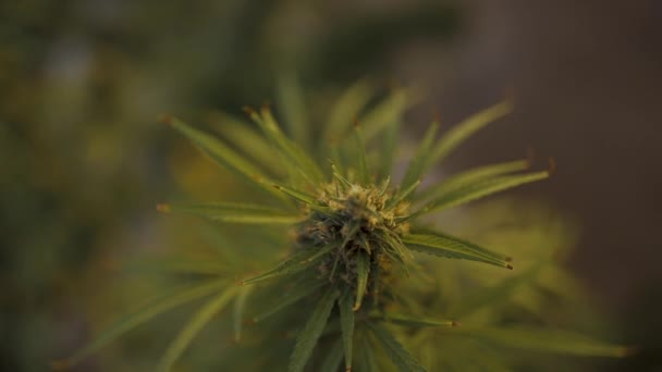 Een cannabisplant van dichtbij — Stockvideo