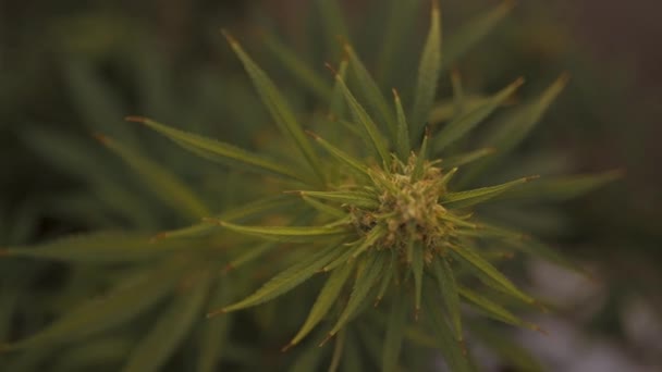 Uma planta de cannabis verde close-up — Vídeo de Stock