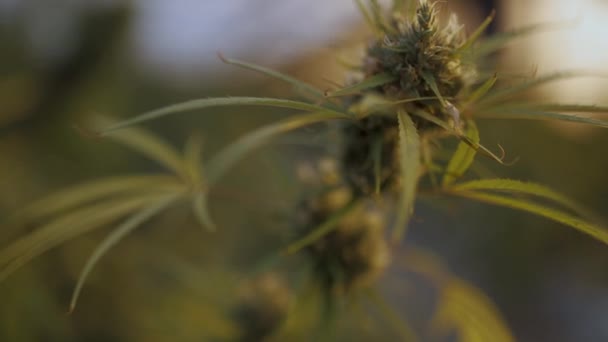 Una planta de cannabis de cerca — Vídeos de Stock