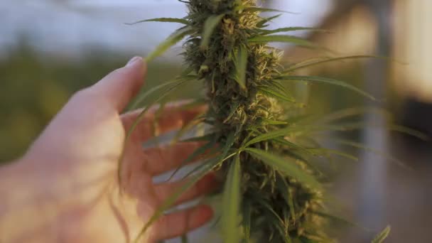 Hombre tocando un arbusto de cannabis — Vídeo de stock