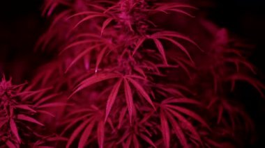 Kenevir çalıları pembe ışıkta