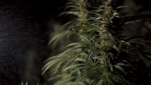 Bewässerung eines Cannabisstrauches aus nächster Nähe — Stockvideo