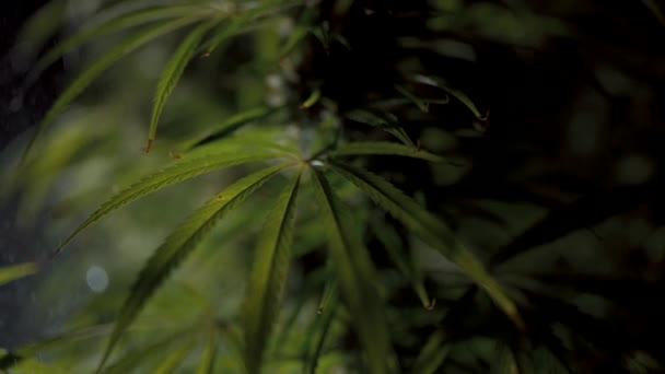 Irrigation goutte-à-goutte du cannabis — Video