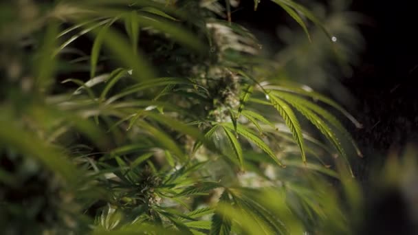 Riego de los arbustos de cannabis de cerca — Vídeos de Stock