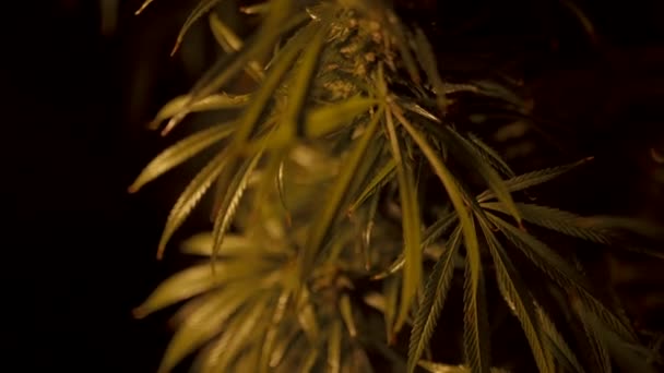 Cespuglio di cannabis su uno sfondo scuro — Video Stock