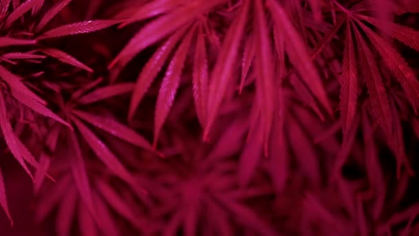 Cespugli di cannabis in primo piano luce rosa — Video Stock