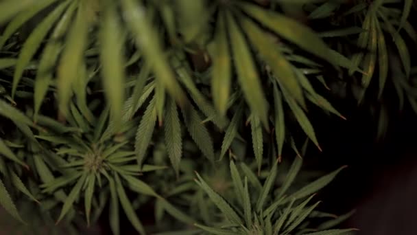 Arbustos de cannabis con rocío de cerca — Vídeos de Stock