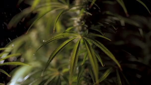 Processo di irrigazione della cannabis da vicino — Video Stock