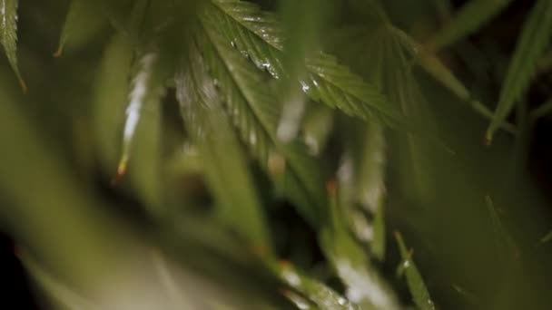 Nasse Cannabisblätter aus nächster Nähe — Stockvideo