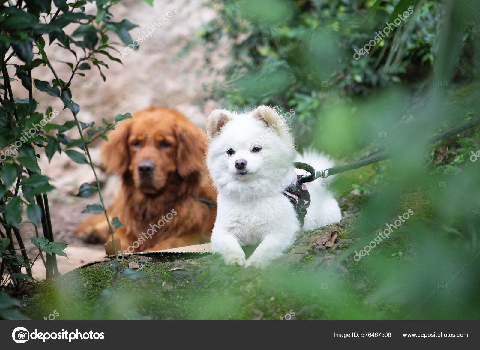 Brown Dog Golden Retriever White One Pomeranian Stock Photo by