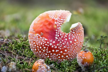 A closeup of Amanita muscaria, commonly known as the fly agaric. clipart