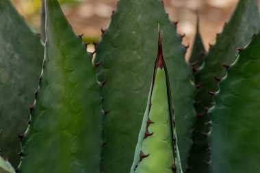 Meksika, Jalisco 'daki Maximillian Agave fabrikasının yakın plan çekimi.