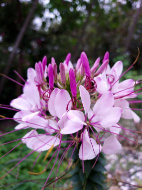 Mor Cleome Hassleriana 'nın yakından çekimi. Örümcek çiçeği olarak da bilinir.