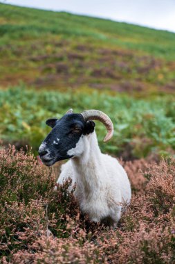 İngiltere 'nin Peak District Ulusal Parkı' ndaki bir kara-beyaz koyunun dikey ve sığ odak noktası.