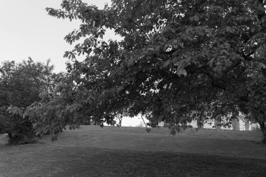 Bir tarladaki ağaç yapraklarının yakın plan gri ölçekli görüntüsü.