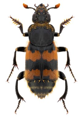Nikrophorus vespillio, önemsiz adı Vespillo Gömülü Böcek olan leş ya da sekston böcek türü..
