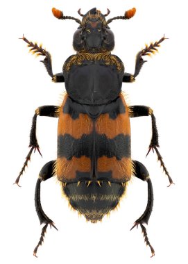 Burying or carrion or sexton beetle species Nicrophorus vespillio, trivial name: Vespillo Burying Beetle. clipart
