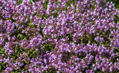 Bir çok Thymus serpillum çiçeğiyle yakın plan, doğal, vahşi