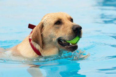 Kırmızı yakalı altın bir labrador köpeği ağzında sarı bir top tutarak havuzda yüzüyor.