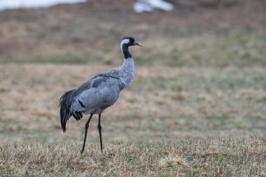 Bulanık bir arkaplanda sıradan bir vinç manzarası