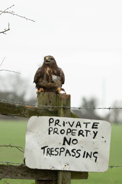 A Buzzard, Buteo buteo, perched on top of a weathered wooden post with a Private Property No trespassing sign clipart