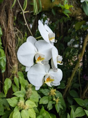 Beyaz bir güve orkidesinin güzel bir fotoğrafı.