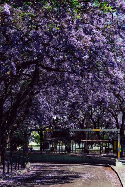Jacaranda, Lizbon 'da bir patika ve pembe ağaçlar