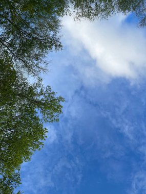 Mavi gökyüzünün arka planında ağaçların dikey görüntüsü.