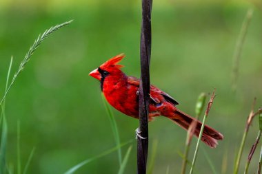 Bir dala tüneyen parlak kırmızı kardinal kuşunun seçici odak noktası.