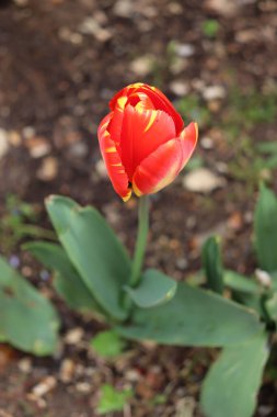 Bahçede sarı çizgiler açan kırmızı bir lalenin dikey görüntüsü.