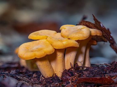 Bir grup genç Chanterelles (Cantharellus cibarius)
