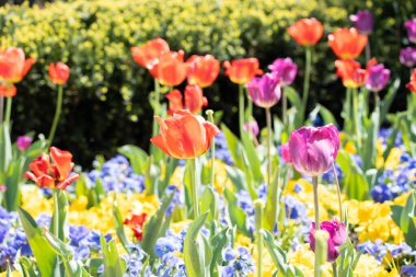 Bir tarlada çiçek açan renkli renkli lalelerin yakın plan çekimi.