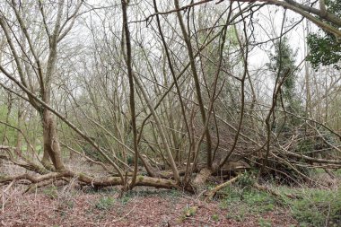 Lower Earley, Reading, İngiltere 'deki ormanlık alan manzarası.