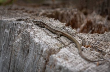 Tahta bir yüzey üzerinde kahverengi bir Madeiran duvar kertenkelesinin yakın plan çekimi.