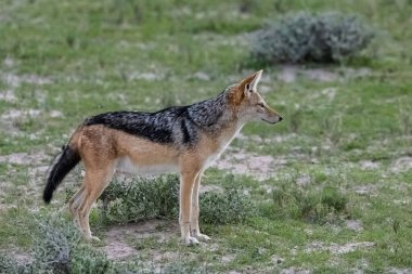 Çalılıklardaki çakal, Afrika 'daki köpek yavruları, Namibya